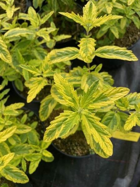 Bartblume "Sommer Sorbet" R ,(Caryopteris clandonensis "Summer Sorbet " R) Container